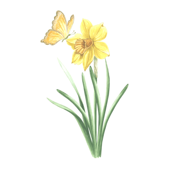 Daffodil with butterfly. Watercolor garden yellow flower. Isolated hand drawn illustration of spring summer blossom. Meadow plant, insect. Botanical drawing template for card, print, package, textile. png