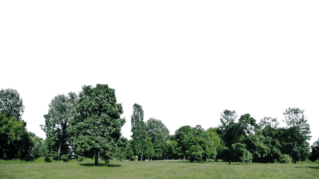Ready to add a touch of greenery to your digital projects Explore our collection now and embrace the beauty of nature with our stunning backgrounds png