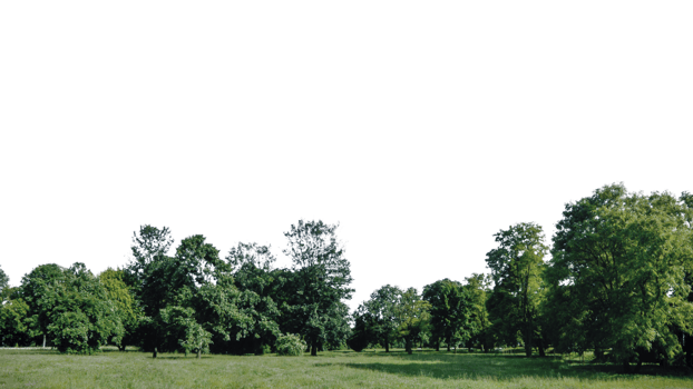 Ready to add a touch of greenery to your digital projects Explore our collection now and embrace the beauty of nature with our stunning backgrounds png