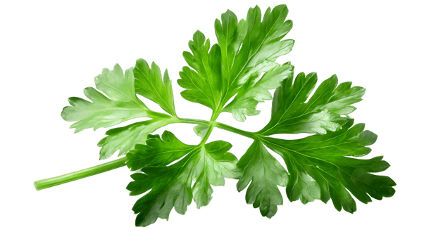 Illustration of leaf of fresh parsley png