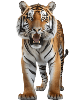 Realistic dangerous tiger png