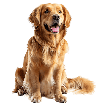 Dog on isolated background png