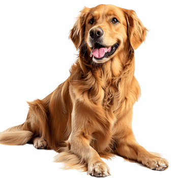 Dog on isolated background png