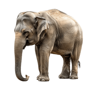 Elephant on isolated background png