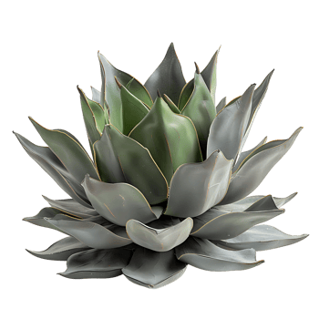 plant on isolated background png