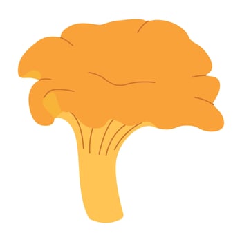 Chanterelle illustration. Edible chanterelle mushrooms. Yellow mushroom. Hand drawn trendy flat style. Doodle autumn forest harvest vector
