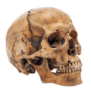 human skull on isolated transparent background png