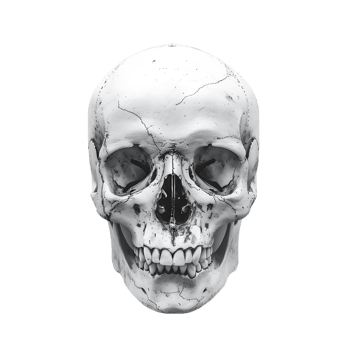 human skull on isolated transparent background png