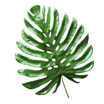 green leaf on isolated transparent background png