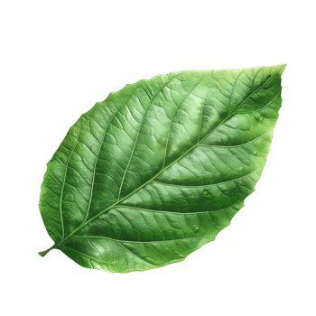 green leaf on isolated transparent background png