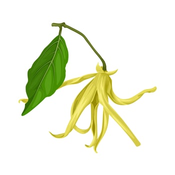 Illustration, Cananga odorata, known as ylang-ylang or cananga tree, isolated on white background. vector