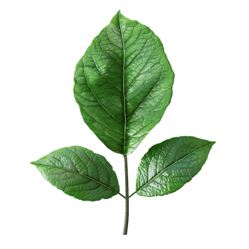 A Leave on transparent Background png