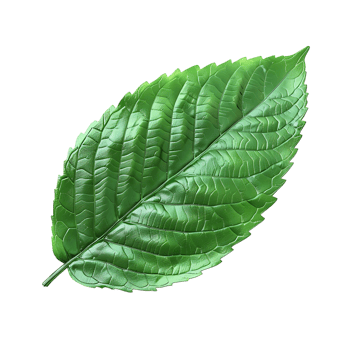A Leave on transparent Background png