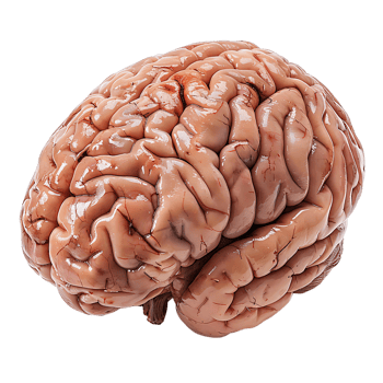 Brain on transparent Background png