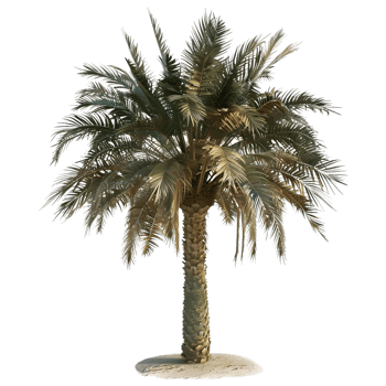 3D Rendering of a Palm Tree on Transparent Background png