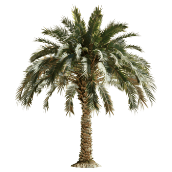 3D Rendering of a Palm Tree on Transparent Background png