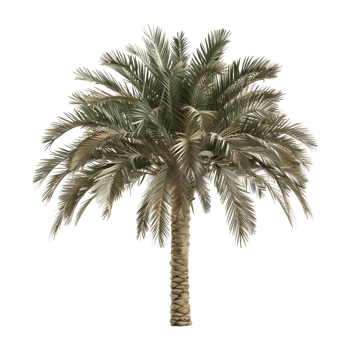 3D Rendering of a Palm Tree on Transparent Background png
