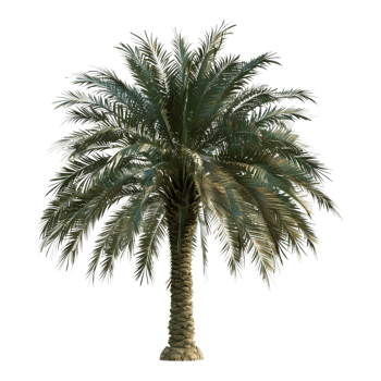 3D Rendering of a Palm Tree on Transparent Background png