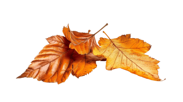 Fall Leaves, on transparent background, format png