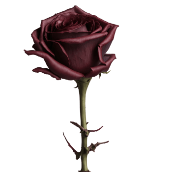 Dry rose isolated on transparent background png