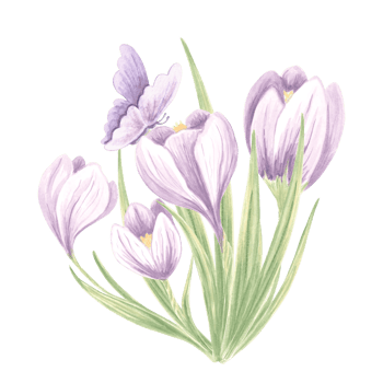 Crocuses with butterfly purple. Watercolor flowers bouquet. Isolated hand drawn illustration of spring saffron blossom. Meadow wild herb. Botanical drawing template for card, print, package, textile. png