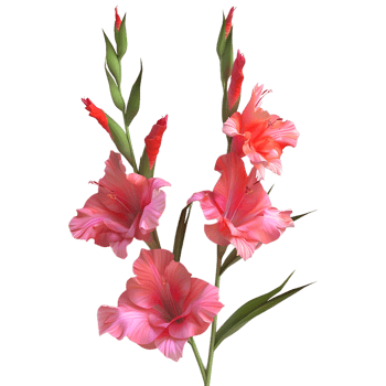 3D Rendering of a Gladiolus Flower on Transparent Background png