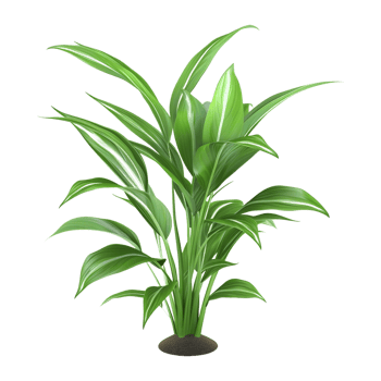 3D Rendering of a Green Plant in Pot on Transparent Background png