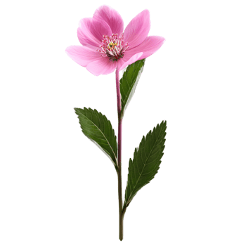 Close up macro photo of pink spring flower with leaves transparent isolated png