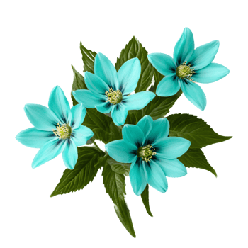 Close up macro photo of turquoise spring flower with leaves transparent isolated png