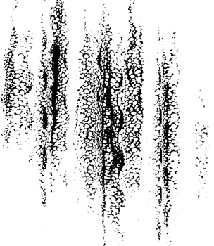 Rustic grunge texture with grain and stains. Abstract noise background. Graphic illustration with transparent background. png
