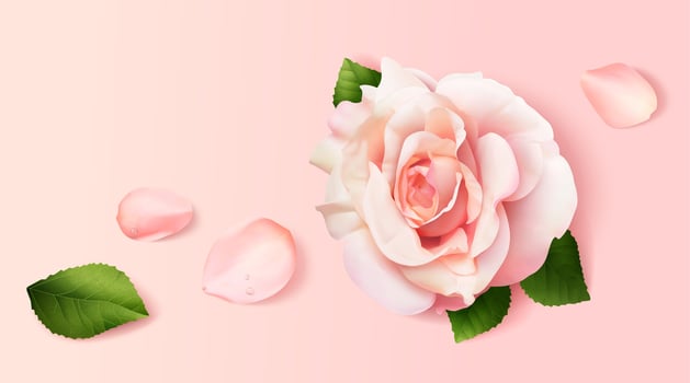 Realistic pink roses and petals on pink background in 3d illustration, top view. vector