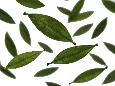 Transparent flying spread green tea. Fresh Green Leaves Isolated on a transparent Background. png