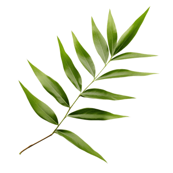 bamboo leaf isolated on transparent background png