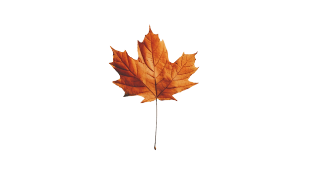 Maple Leaf in Fall on Transparent Background png