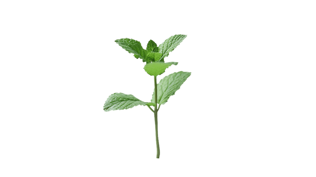 Mint Delight on Transparent Background png