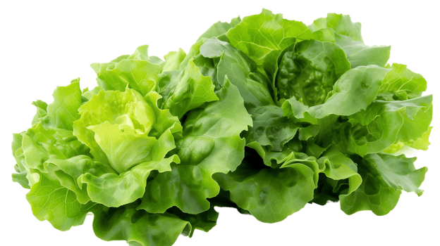 Lettuce Elegance on Transparent Background png