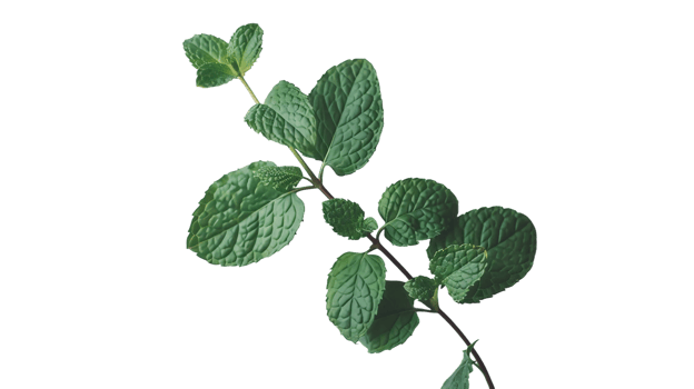 Mint Elegance on Transparent Background png