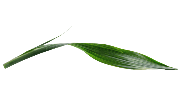 leek leaf isolated isolated on the transparent background, Format png