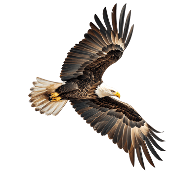 Bald eagle flying on isolated transparent background png