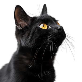 Black cat on isolated transparent background png