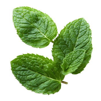 mint leaves on isolated transparent background png