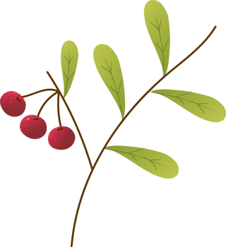 Sprig berries bearberry fresh organic png
