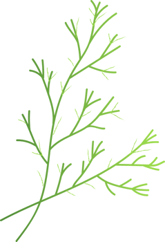 Dill green healthy organic food png