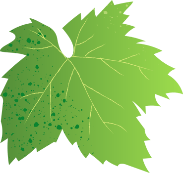 Grape leaf green healthy food png