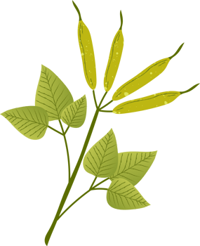 Guar gum green healthy food png