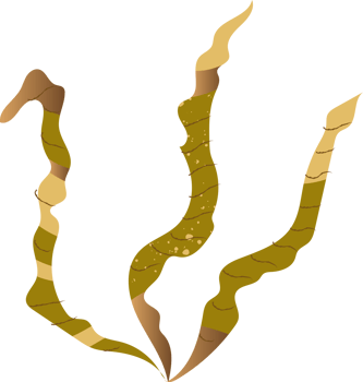 Kelp green healthy organic food png