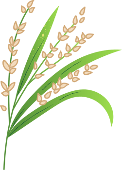 Rice sprig seed organic food png