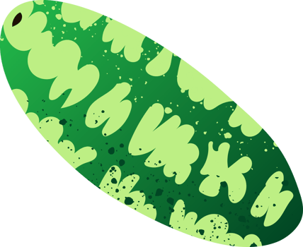 Whole cucamelon organic fresh vegetables png