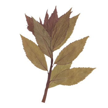 Isolated Pressed and Dried Green Branch with Leaves. Aesthetic scrapbooking Dry plants png