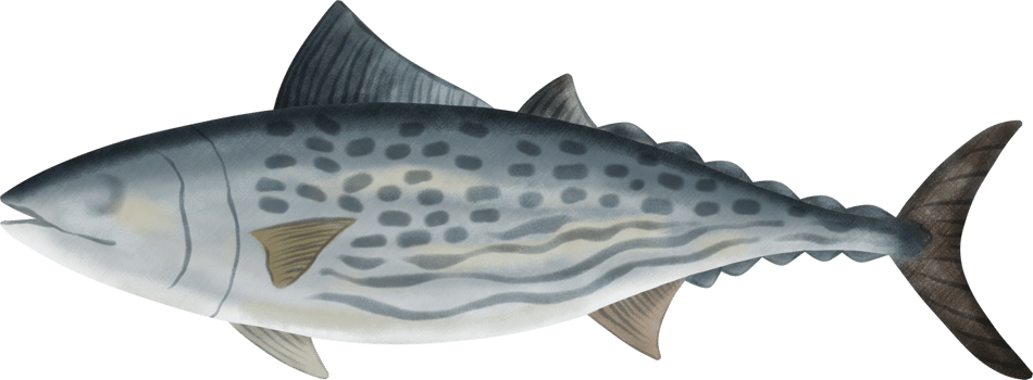 Leaping Bonito Tuna Illustration png
